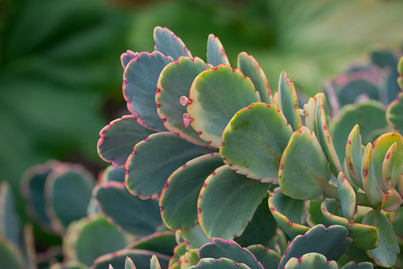 succulent plant photo
