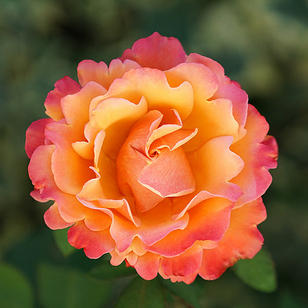 Pink Peach & Yellow Rose