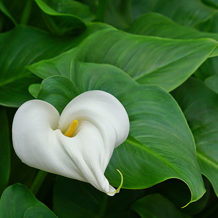 White Calla Lilly & Green Leaves