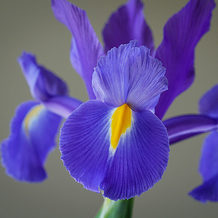 Blue Iris