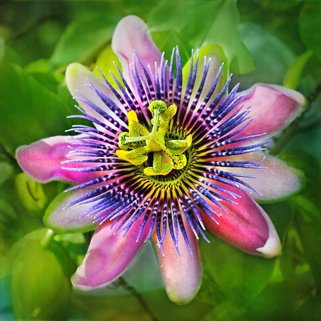 June - Pink & Purple Passion Flower