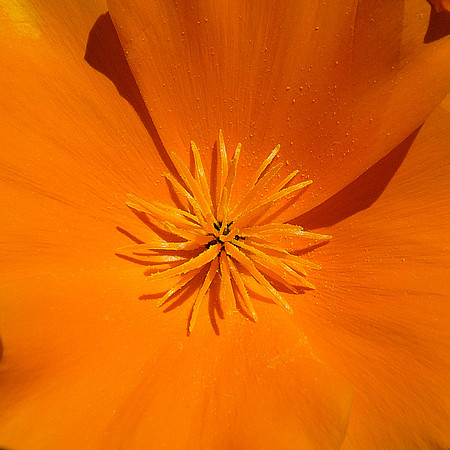 Poppy Macro