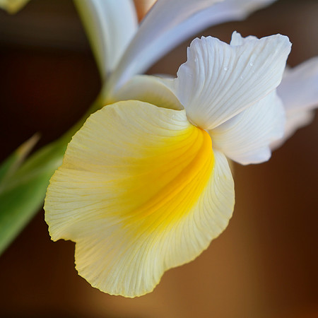 Yellow Iris