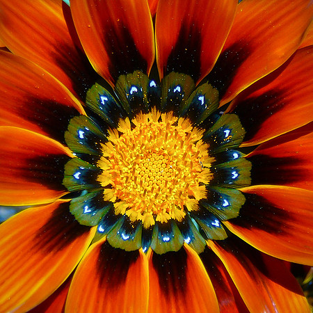 Gazania Daisy #4