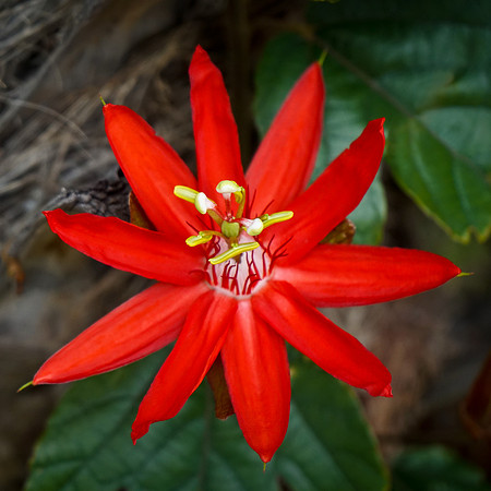Red Passion Flower