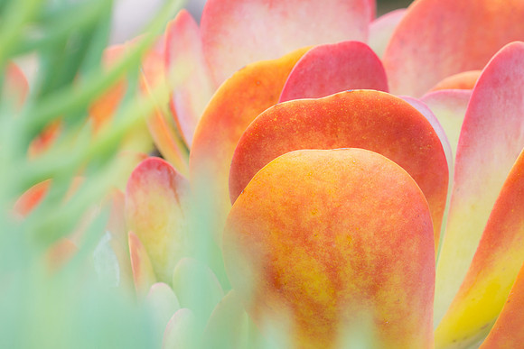succulent plant photo