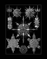 Ernst-Haeckel_Acanthophracta-cc-16x20