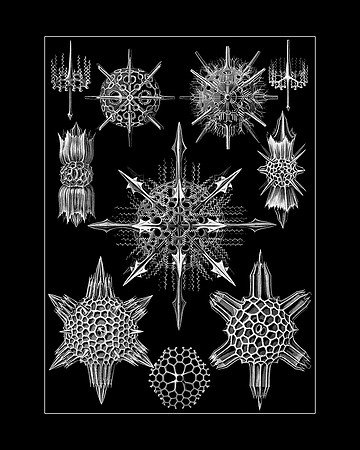 Ernst-Haeckel_Acanthophracta-cc-16x20