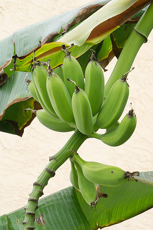 Banana Tree