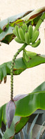 Banana Tree