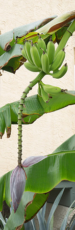 Banana Tree
