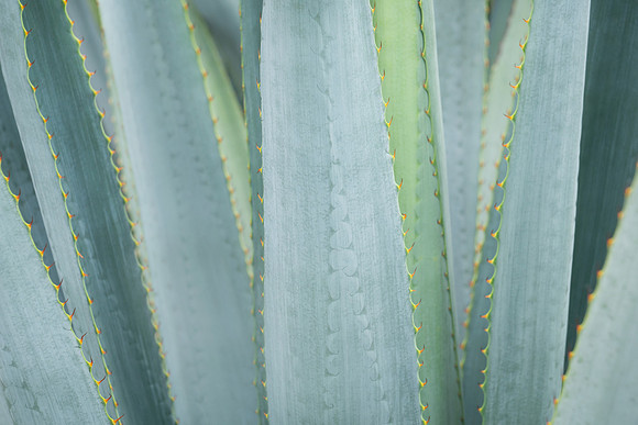succulent plant photo