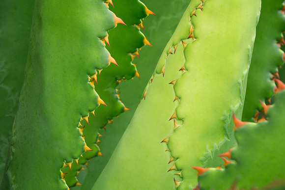 succulent plant photo