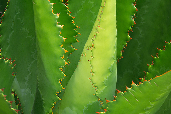 succulent plant photo