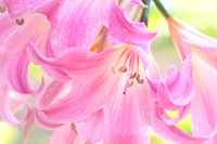 Explore - Flowers Wall Art