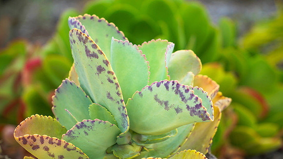succulent plant photo