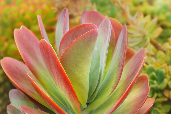 succulent plant photo