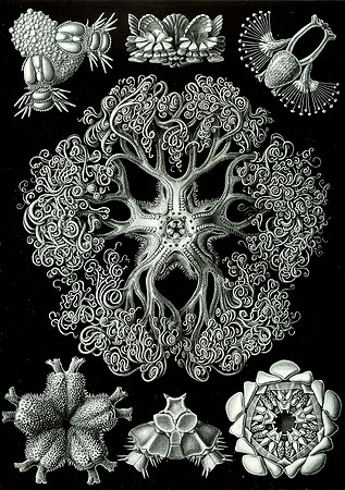Haeckel_Ophiodea_70-cc