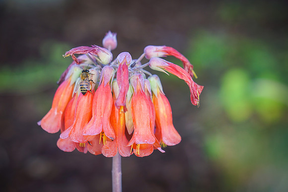bees, bugs, birds, beetles