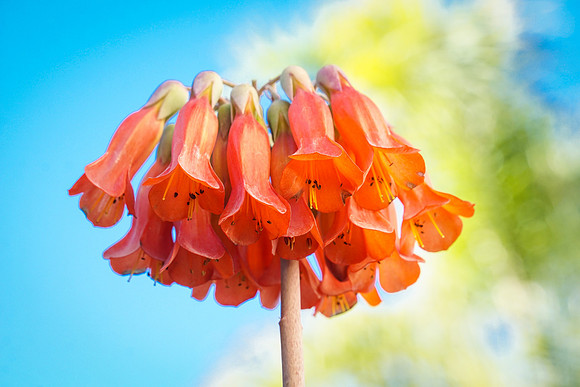 succulent plant photo
