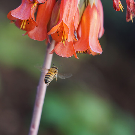 bees, bugs, birds, beetles