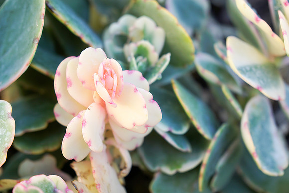 succulent plant photo