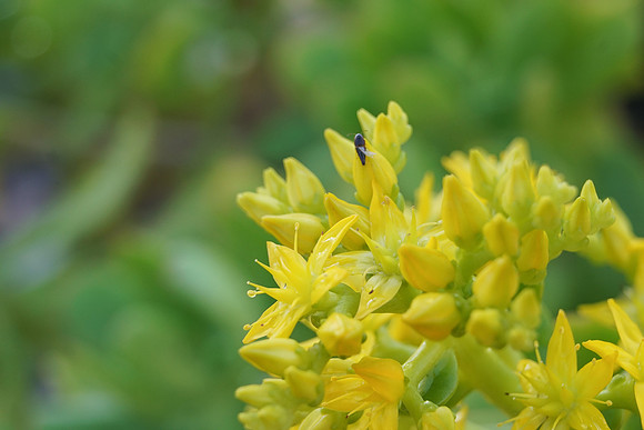 bees, bugs, birds, beetles