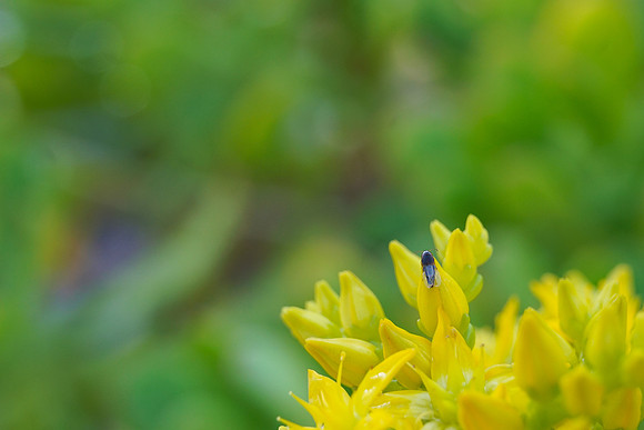 bees, bugs, birds, beetles