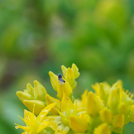 bees, bugs, birds, beetles
