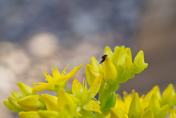 bees, bugs, birds, beetles