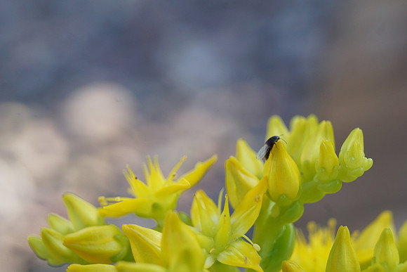 bees, bugs, birds, beetles