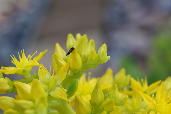 bees, bugs, birds, beetles