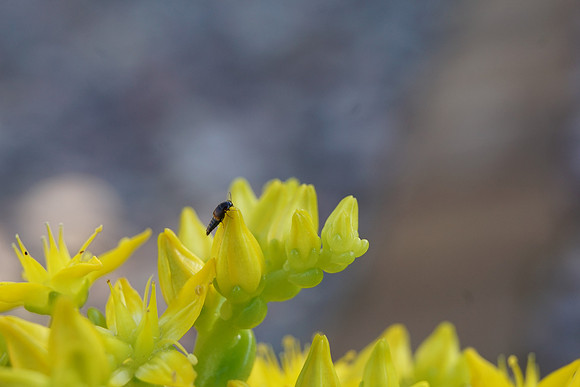 bees, bugs, birds, beetles