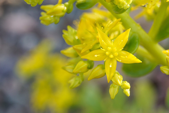 succulent plant photo