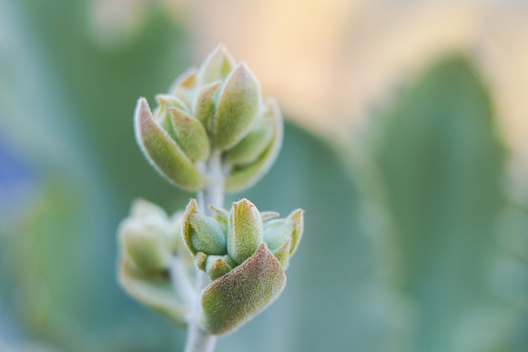 succulent plant photo