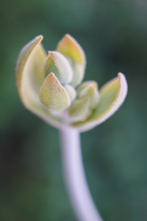 succulent plant photo