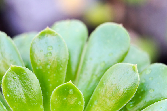 succulent plant photo
