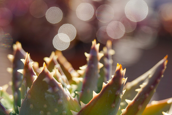 succulent plant photo