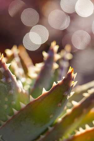 succulent plant photo