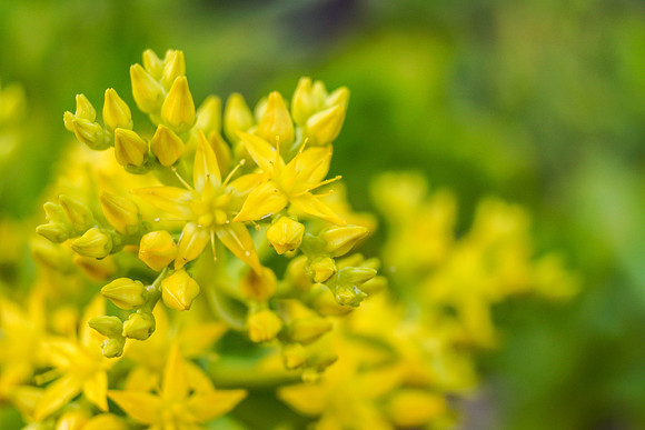 succulent plant photo