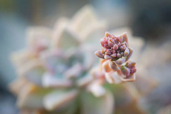 succulent plant photo