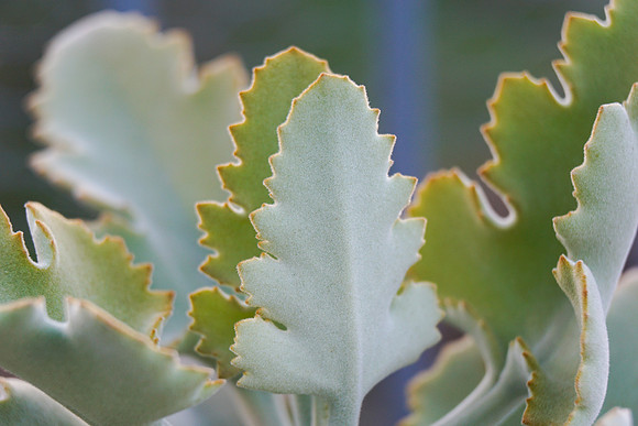 succulent plant photo