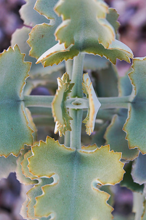 succulent plant photo