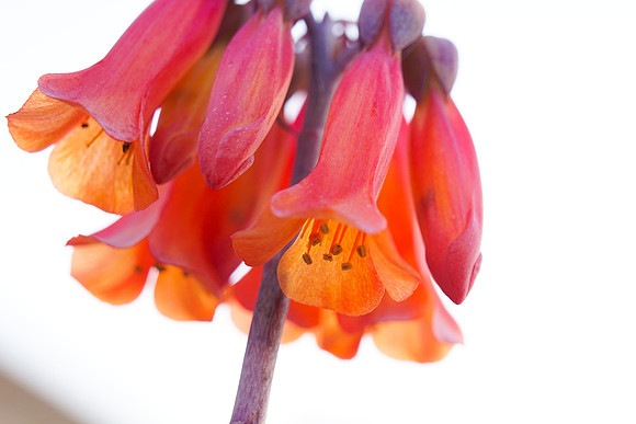 succulent plant photo