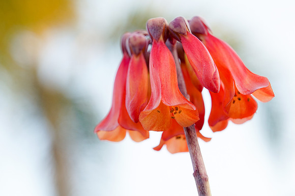 succulent plant photo