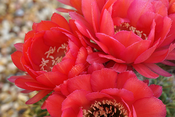 succulent plant photo