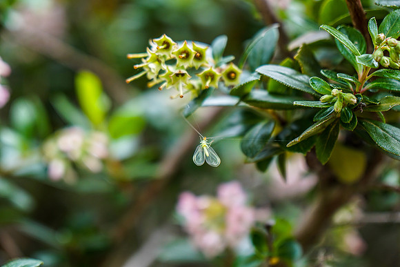 bees, bugs, birds, beetles