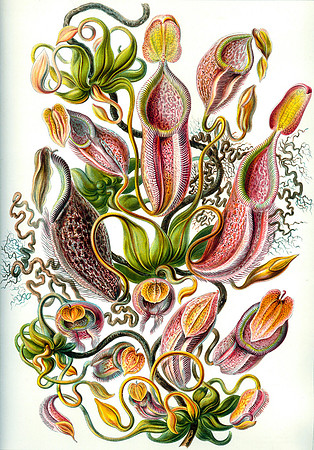 Haeckel_Nepenthaceae-2-cc