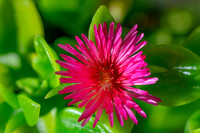 succulent plant photo
