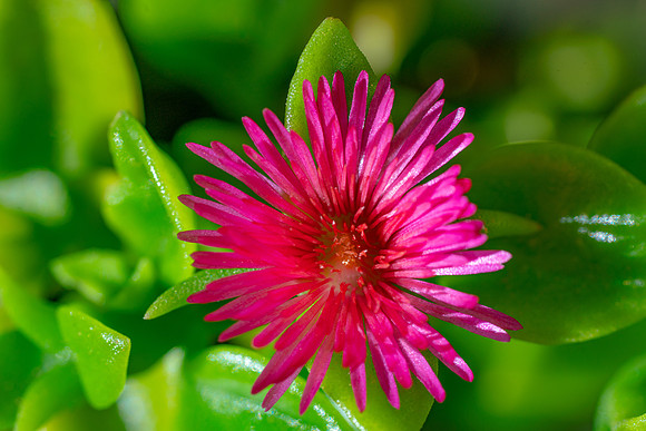 succulent plant photo